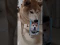 自分の証明写真を持ってくる柴犬