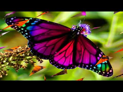 Video: Pink Butterfly