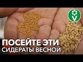 ВСЕГДА СЕЮ ЭТОТ СИДЕРАТ ВЕСНОЙ ПОД ВСЕ КУЛЬТУРЫ! В 20 РАЗ ЛУЧШЕ НАВОЗА!