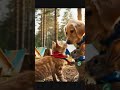 Little cuties scout journey 🥰