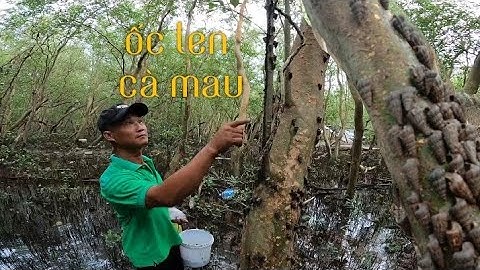 Trãi nghiệm khu rừng ngập mặn nuôi Ốc Len của Anh Công ở Cái Đôi Vàm Cà Mau @danqueCaMau5005