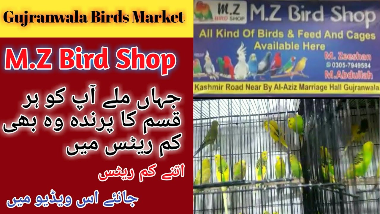 Birds rate in Gujranwala market Mz bird shop vlog Our first vlog
