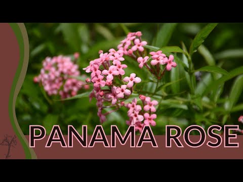 Videó: Rondeletia Panama Rose Info: Hogyan neveljünk panamai rózsabokrokat