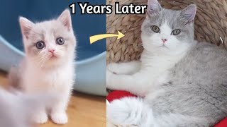 A surprising change after a year of adoption of a baby cat. (growth diary)