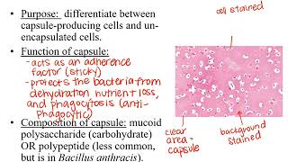 Lab 3-9: Capsule Stain