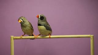 Zebra finch male singing to female