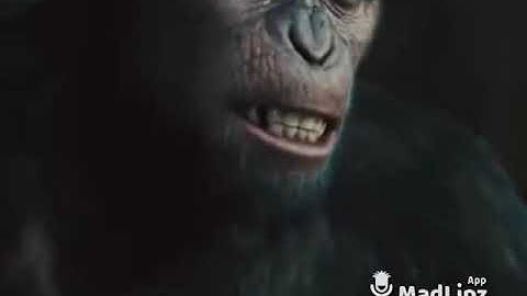 Monkey V/s Darwin Theory