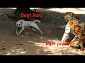 Fake tiger prank to dog try not laugh challenge funny video 2021