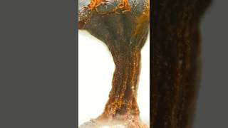 From the sets of The Star Wars ! #canadiannature #fungi #fungiphotography #nature #slimemold