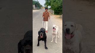 Does dog translator work ?