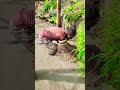 Wow! Amazing Polo Fishing Videos ! Best Big Fish Catching ! Primitive Technique fishing #fish