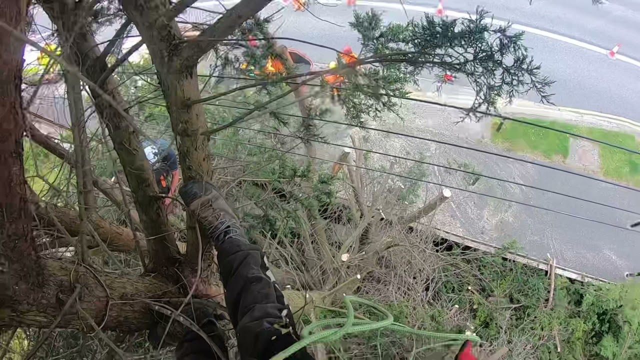 Utility tree work-Emergency job - tree care - YouTube