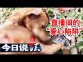 《今日说法》买5000余元救助狗粮发货却是空包裹 “公益”背后竟藏虐狗卖惨敛财黑幕？20260803 | 今日法案