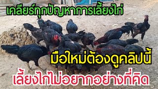 เริ่มต้นเลี้ยงไก่พื้นเมือง ไม่ยากอย่างที่คิด