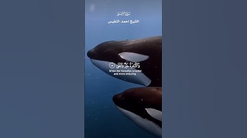 قَدۡ أَفۡلَحَ مَن تَزَكَّىٰ وَذَكَرَ ٱسۡمَ رَبِّه فَصَلَّىٰ_ تلاوة من سورة الأعلى_ الشيخ احمد النفيس
