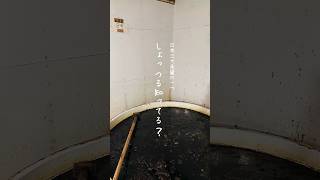 日本三大魚醤の１つの秋田のしょっつる。男鹿にきたらぜひチェックしてみてください。#田舎暮らし #移住生活 #地域おこし協力隊 #男鹿市 #秋田 #食文化 #shorts #japanesefood
