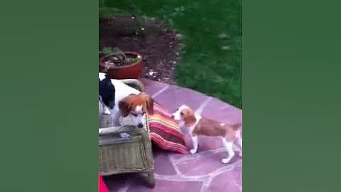 Maija's mini Beagles at play!!