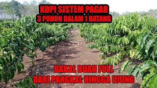 KOPI SISTEM PAGAR UMUR 18 BULAN SUDAH TERLIHAT GEJALA APA YANG AKAN TERJADI DIMASA YANG AKAN DATANG