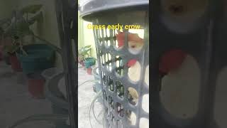 chicken 77 #fypシ゚viral #trending #viral #chicken #babychicks #rooster #farming #documentary