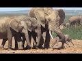 Un elefante macho ataca a una cría recién nacida