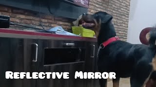 Your pet is your Mirror....Aggressive/Funny #doglovers #petlover