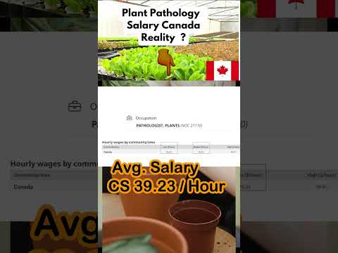 Video: Patologin palkka