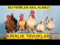 ÇOK KAZANDIRAN TUHAF FİKİRLER 3 Kedi Çizmek &amp; Tavuk Kiralamak!