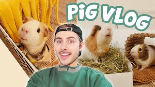 PIG VLOG  Cage Cleanings, Opening Packages & More!