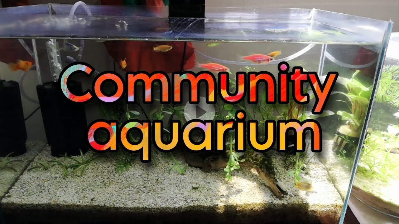Photo inspiration: Community Participation In Aquarium Reference: Community Aquarium