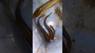 നടൻ മഷകളലല ചടപപയ Kerala Cat Fish Farming Nadan Mushi