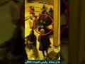 فديو يظهر حقيقة ما جرى للمواطنة الإيرانية مهسا اميني
