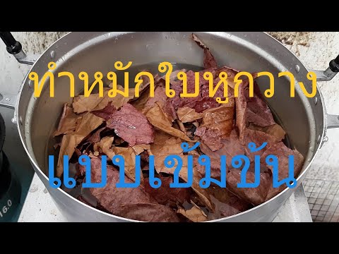 น้ำหมักใบหูกวาง แบบเข้มข้น