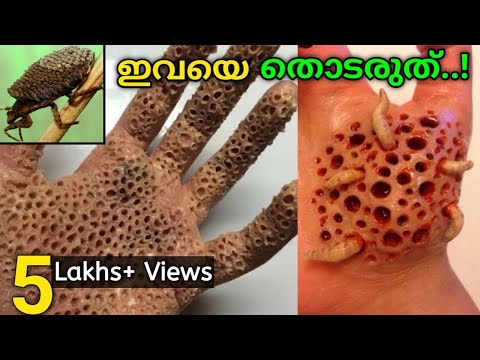 ലോകത്തിലെ ഏറ്റവും അപകടകാരികളായ പ്രാണികൾ | Most Dangerous Insects in the World | Fun&Facts Malayalam