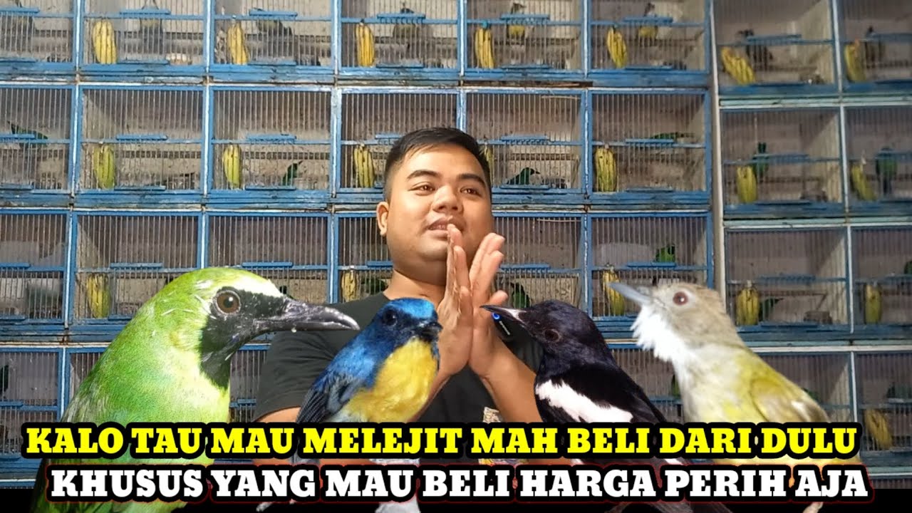 CUCAK IJO,JENGGOT,KATEM HARGA SEMAKIN MELEJIT!!!HARGA BURUNG DIKIOS BROCIN PASAR BURUNG PRAMUKA