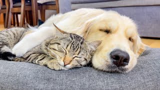 Adorable Cat with Separation Anxiety Can't Sleep Without His Golden Retriever by Buddy 25,205 views 3 weeks ago 1 minute, 40 seconds