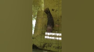 Tilapia reared in a 12-year-old tank weighing almost 7kg rare in Vietnam