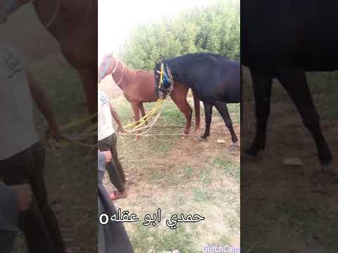 فيديو: أبالوزا سلالة حصان هيبوالرجينيك والصحة ومدى الحياة