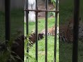 Cool #coolwheather #animals #shortsvideo #coolwether #tamilmusic #coolnature