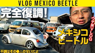 【メキシコビートル VLOG】不調はその●△のせいだよ、からの完全復活！