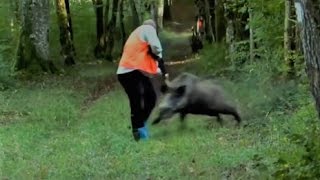 Excellent hunting for wild boar. video collection of real hunt. good shots