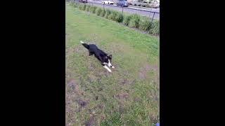 Border Collie play. #bordercollie #puppyplay #dogtraining #dogplay
