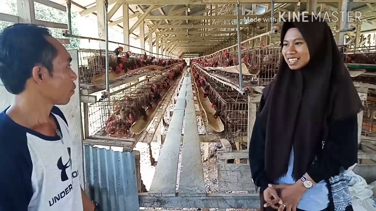 Observasi kelompok 4 tentang budidaya unggas petelur 