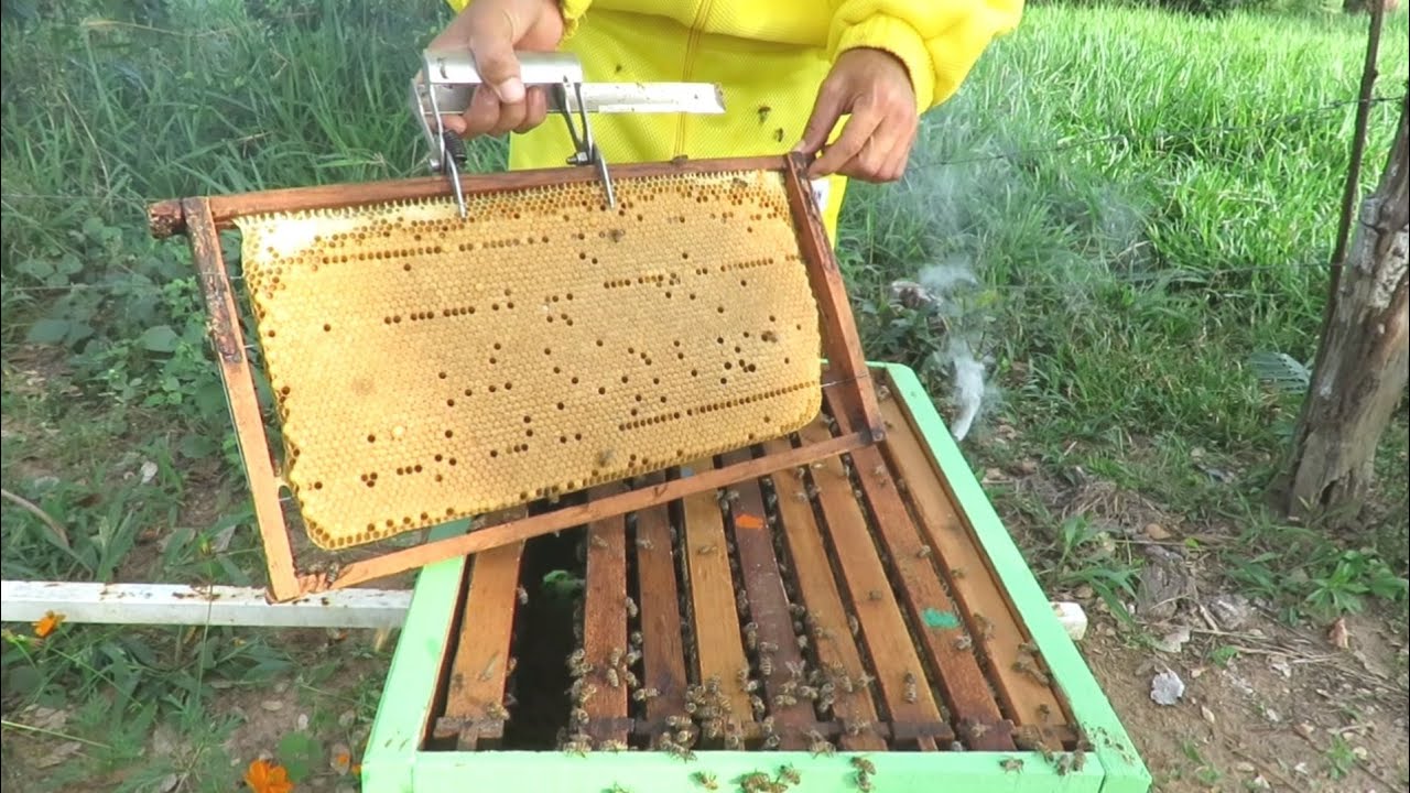 Manejo Em Colmeias APIS