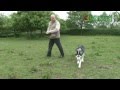 Lee Hardy - Bark Busters Dog Training Derby - Duke the Huskey Recall Lee Hardy - Bark Busters Dog Training Derby - Duke the Huskey Recall