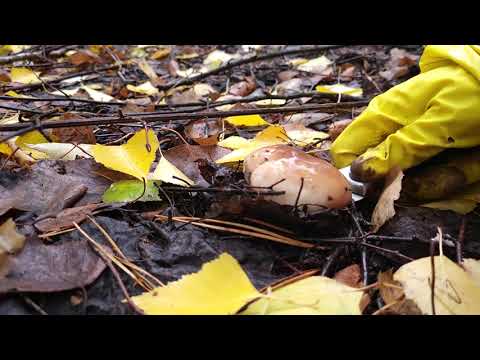 Грибы Саратовской области. В дождливом лесу.( Удача грибника . Эпизод 3) #mushroom