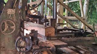 Processing Giant Trembesi Timber: The Ultimate Modern Sawmilling Process.