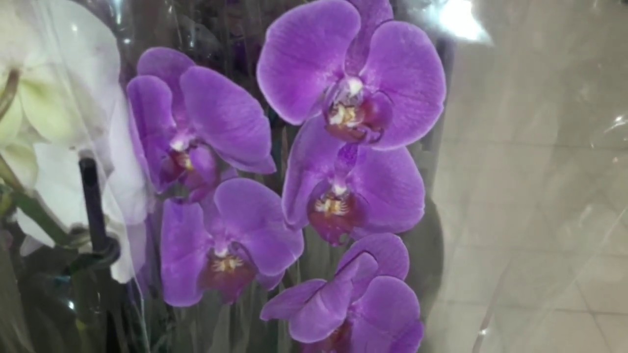 Орхидеи уценка. Орхидея Happy Queen. Фаленопсис Глобус. Орхидея Хэппи Минхо. Уценка орхидей.