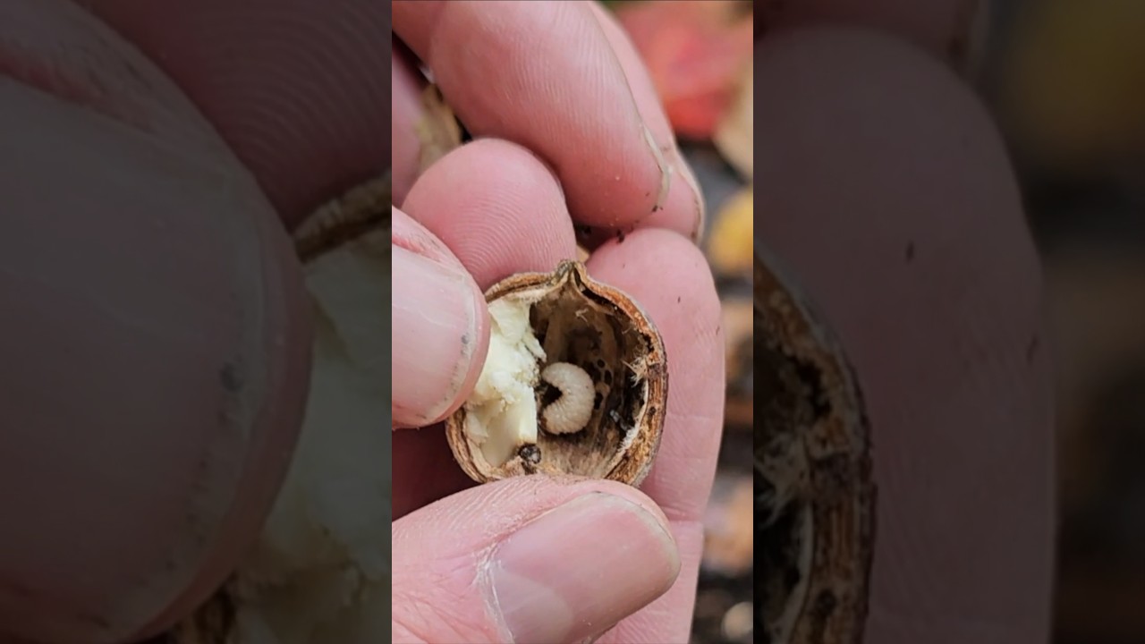 My secret trout bait