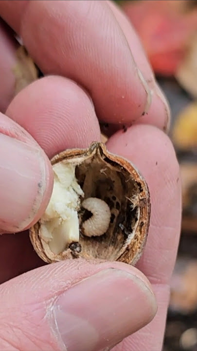 Download lagu My secret trout bait