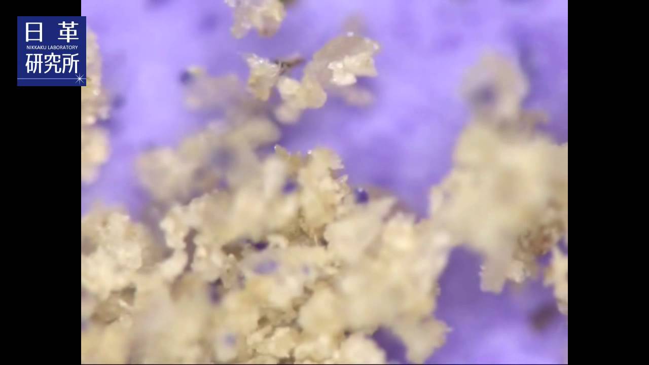 日革研究所 349 観葉植物にもダニはいる ツメダニその１ Sfr Youtube